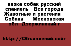 вязка собак русский спаниель - Все города Животные и растения » Собаки   . Московская обл.,Дзержинский г.